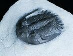 Elegant Mrakibina Trilobite Fossil - #6120-4